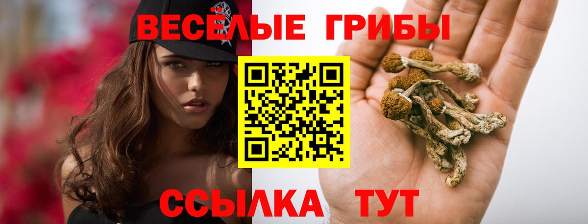 продажа наркотиков  Вход с VPN  Кашира  Псилоцибиновые грибы прущие грибы 