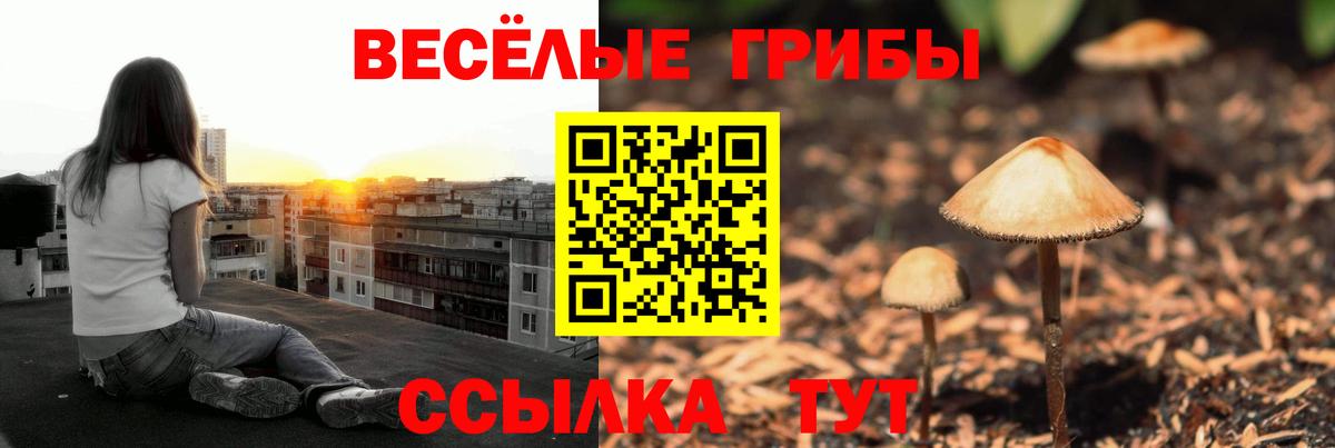 Псилоцибиновые грибы Psilocybine cubensis Кашира